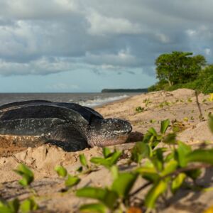 Guyane française Awala Yalimapo tortue