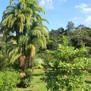 Guyane française Saul