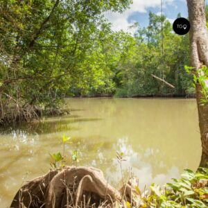 Guyane française fleuve en forêt