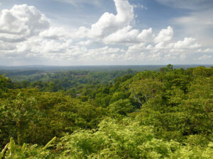 guyanefrancaise-foret-tropicale