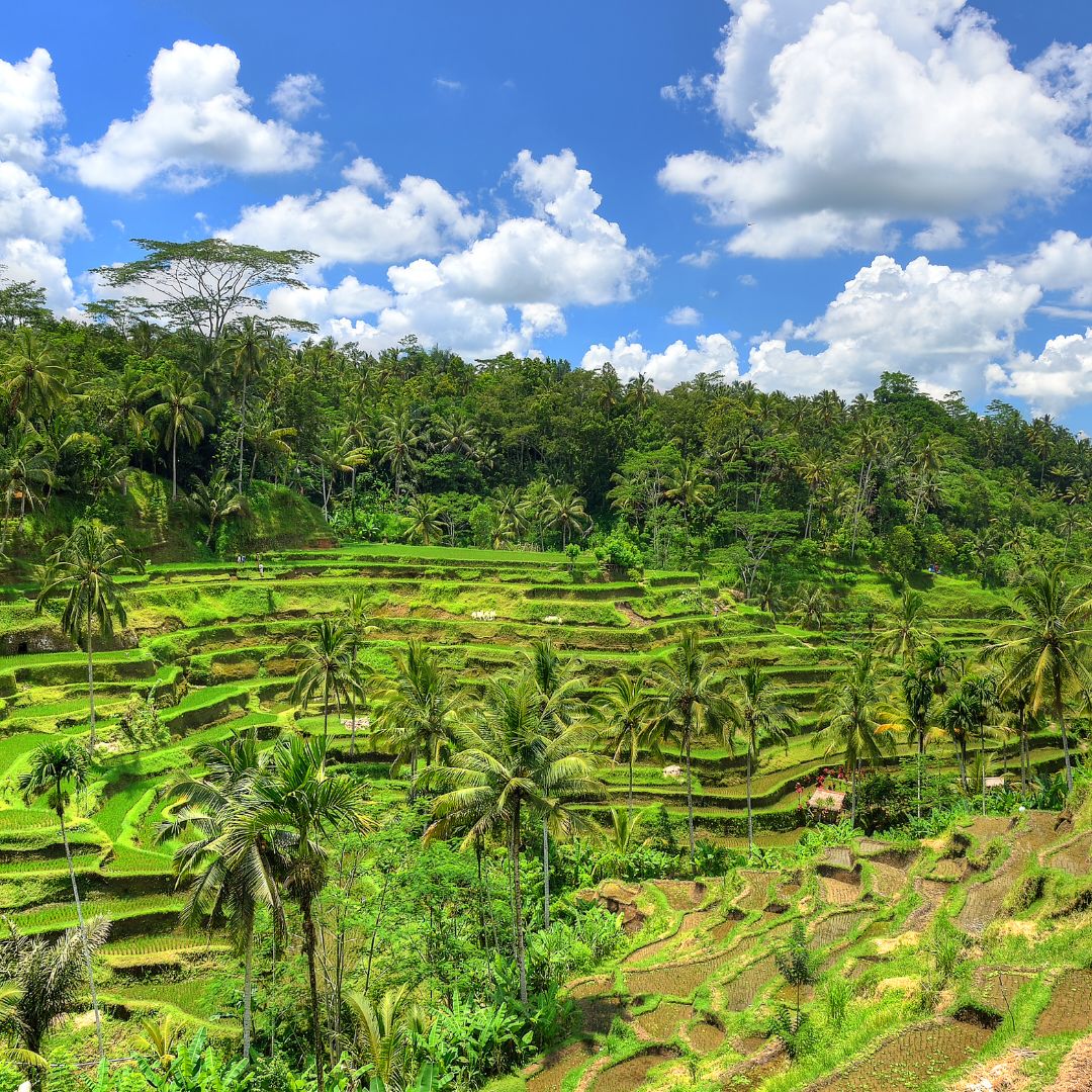 Indonésie Bali Ubud