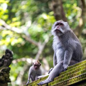 Indonésie Bali Ubud7