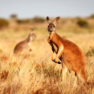 Australie-Outback-8